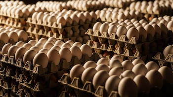 Tres grandes avícolas donarán 53 millones de huevos en Estados Unidos tras acusaciones por manipular precios