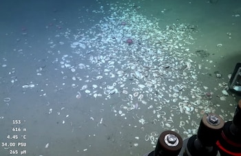 Almejas quimiosintéticas halladas a casi