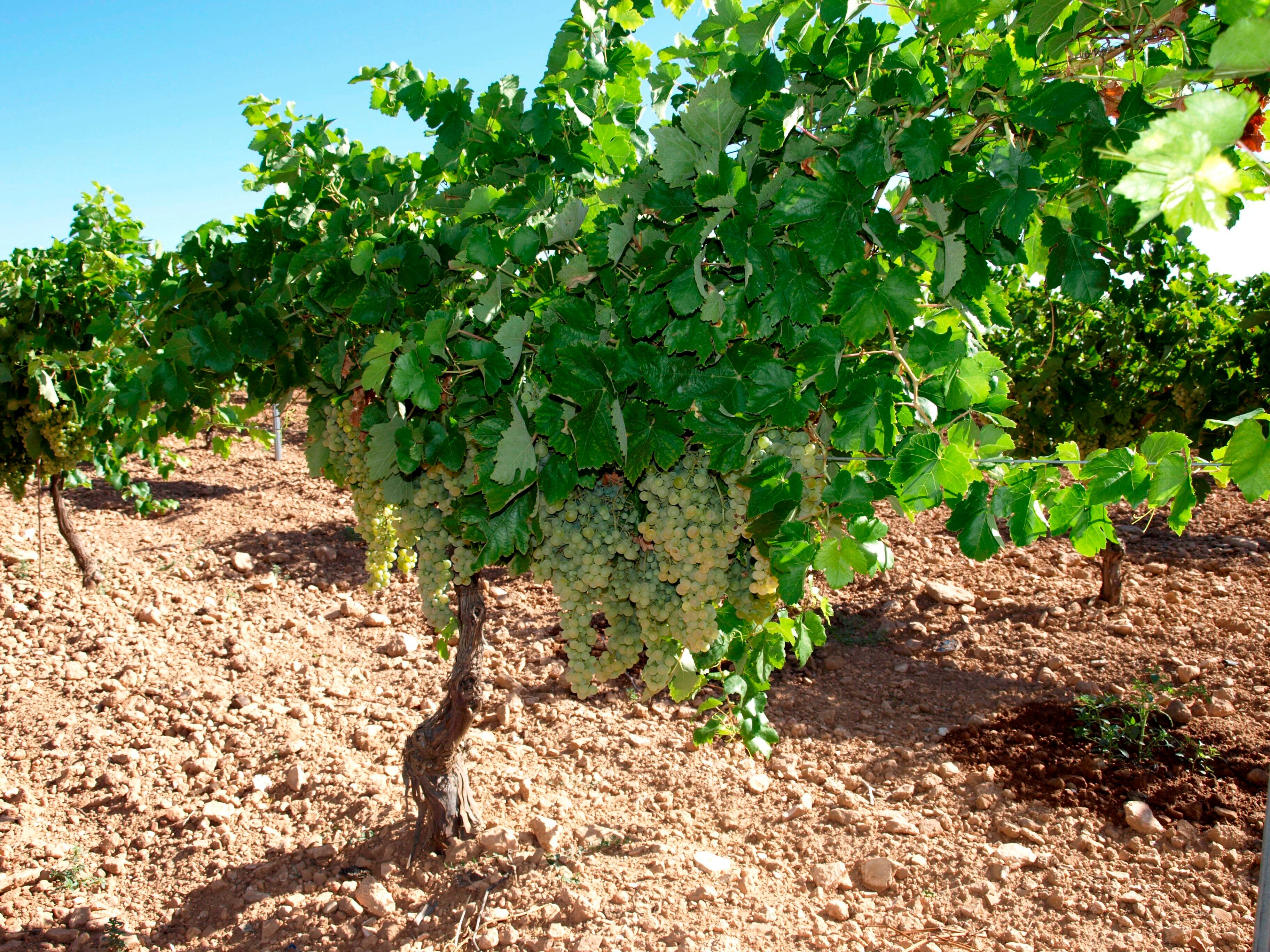 Vid. (Elisa Laderas/EFE)