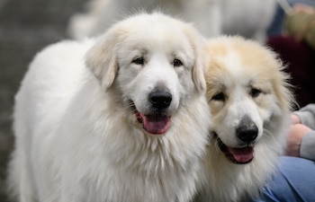 Un perro adulto saludable puede