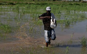 Saint Louis, llamada la "Venecia