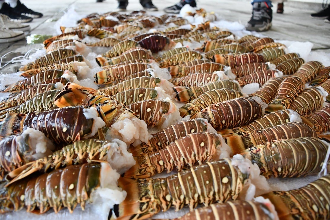 Pesca ilegal - San Andrés - Armada de Colombia- Cayo Quitasueño