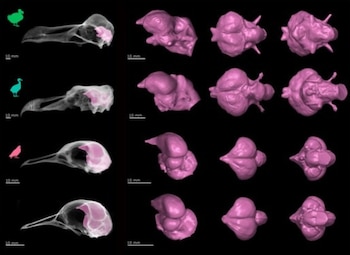 Cuatro filas con radiografías de cráneos de aves y modelos tridimensionales rosados del encéfalo, junto con escalas de diez milímetros