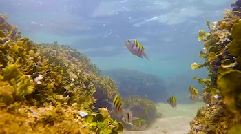 El director de FIAES resalta