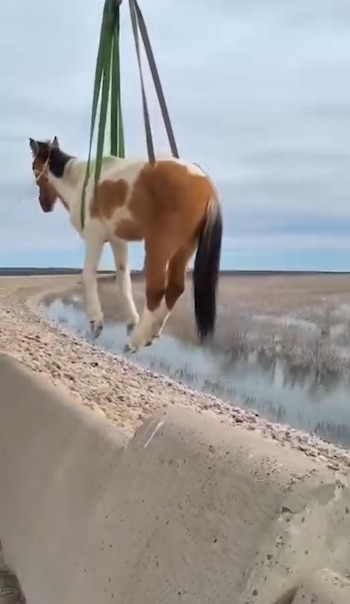 Un caballo de color marrón y blanco cuelga de tiras de sujeción sobre un muro de hormigón junto a un cuerpo de agua