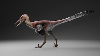 Descubren en el sur de la Patagonia un dinosaurio raptor que conecta la Argentina con la Antártida