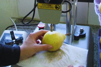 Cuando la cosecha se adelanta o se retrasa, los efectos se reflejan en la conservación y en el valor comercial.