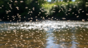 Primer plano de numerosos insectos pequeños con alas transparentes volando sobre un río brillante. El agua refleja la luz con círculos de bokeh. Fondo verde borroso.