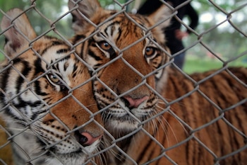 El zoológico también está sospechado