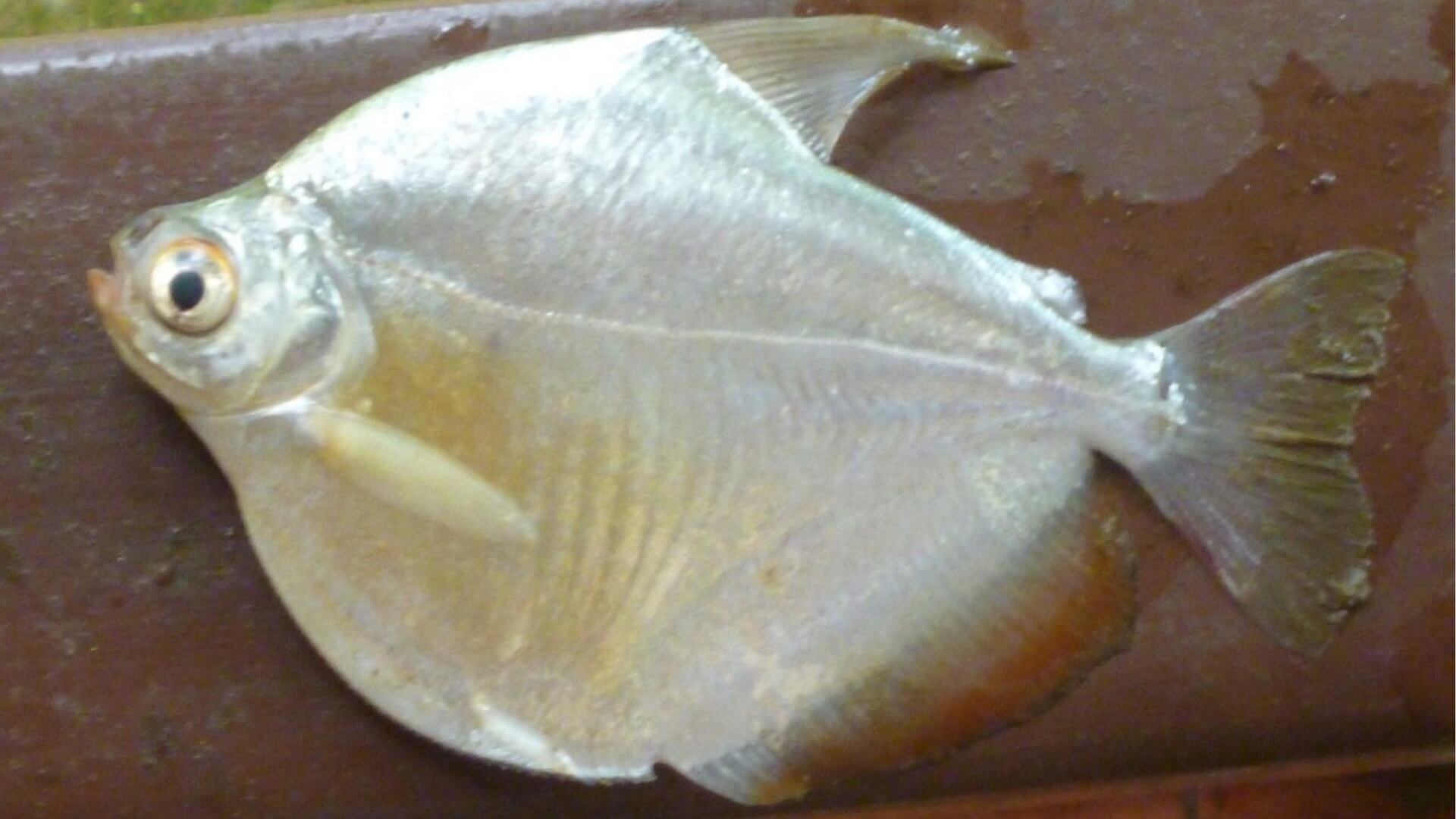 Producción sostenible de palometa: iniciativa del IIAP beneficia a familias y piscicultores amazónicos. (Foto: Difusión)