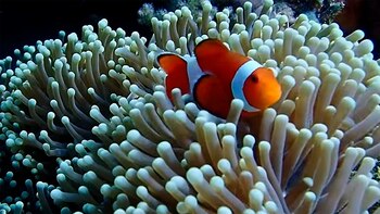 Manglares en la costa de