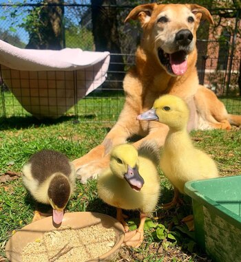 Raylan con los patos que