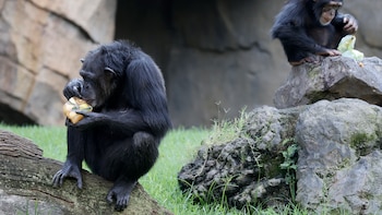 Los chimpancés perfeccionan su capacidad