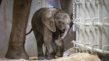 Las crías gozan de buena