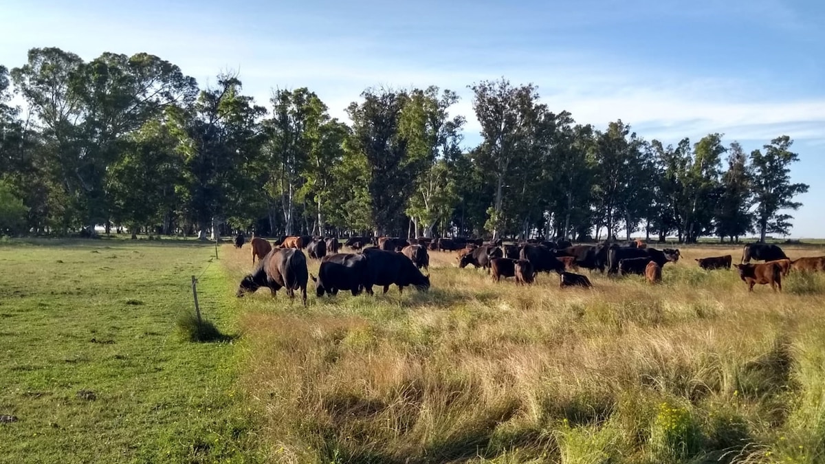 El pastoreo planificado con manejo hístico apunta a mejorar todo el ambiente del sistema ganadero pastoril