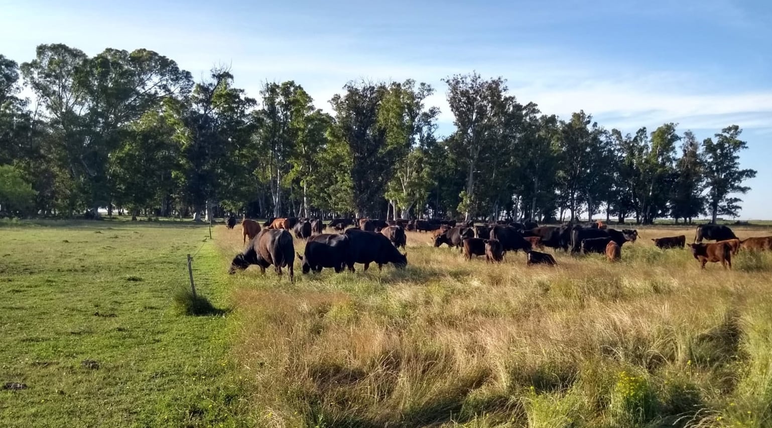 Una productora inició en mayo un esquema con ovejas y caballos en parcelas pastadas y, según testimonios citados, sus tierras resultaron menos afectadas que explotaciones convencionales cercanas