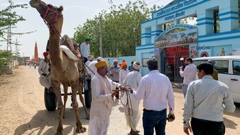 Ir a votar en dromedario,