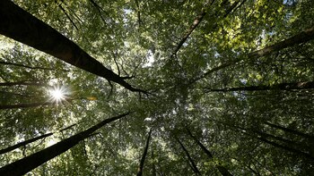 Los beneficios cognitivos y emocionales