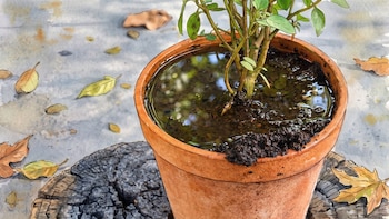5 medidas para cuidar las macetas ante las lluvias intensas