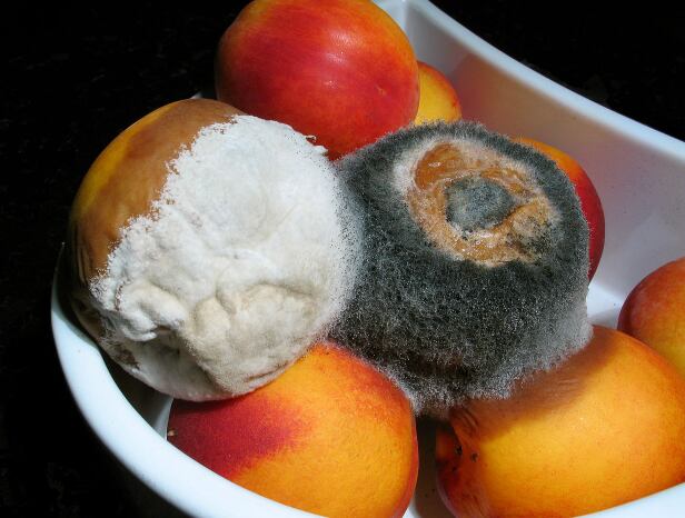 Inspeccionar visual y olfativamente los alimentos es fundamental para reducir el riesgo de enfermedades graves (Wikipedia Creative commons)