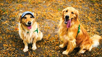 Un estudio científico encontró genes de perros golden retrievers asociados a emociones humanas