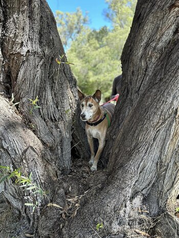 Está lleno de energía y