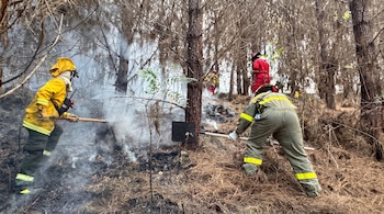Varios bomberos con equipo de protección y herramientas de mano sofocan la humareda sobre el suelo de un bosque de pinos.