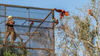 Proyecto de Reintroducción de Guacamayo