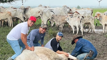 Fedegan reveló la otra faceta