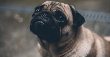 Sujeto atacó sin piedad a