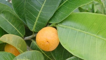 En la medicina herbolaria tradicional