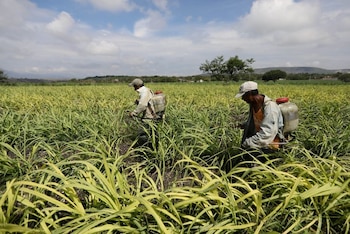 Miles de productores, afectados por la caída en el precio del azúcar. REUTERS/Edgard Garrido/IMÁGENES DEL DÍA