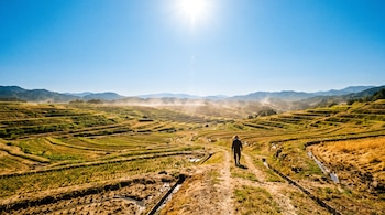 Vista panorámica de arrozales en terrazas con un camino central por el que camina una persona con sombrero de paja bajo el sol directo.