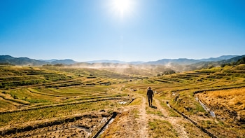 El calor amenaza la producción de arroz en Japón y puso en alerta a los científicos, que ya buscan una solución
