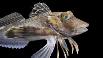 Estos peces han desarrollado patas