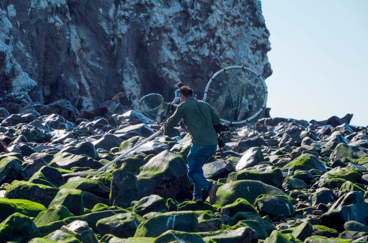 En menos de un mes se rescataron 20 lobos marinos en Baja California y Sonora (Profepa)