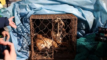 ¿Qué países consumen carne de