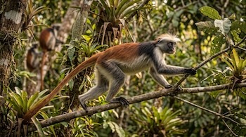 Un colobo rojo de cola larga camina a cuatro patas sobre una rama de árbol entre follaje verde y bromelias.