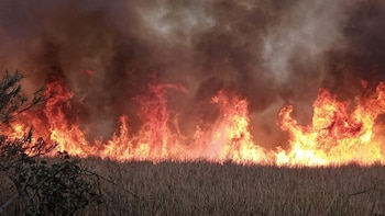 Incendio consume pastizal de la