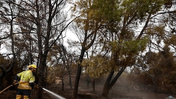 Seprona descarta causas naturales en el incendio de El Saler y apunta a un fuego intencionado