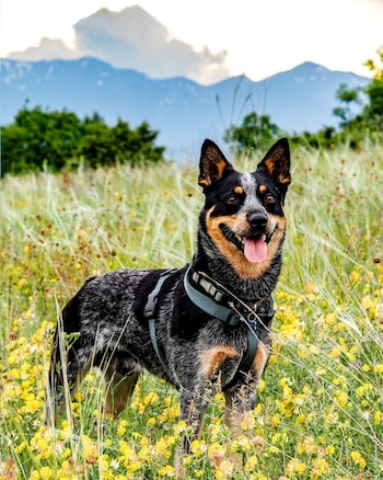 Butch, el cachorro rescatado, se