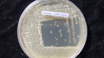 Una bacteria que protege cultivos revela una clave inesperada: el oxígeno