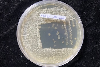 Investigadores estudian cómo las condiciones de cultivo modifican el poder antifúngico de un microorganismo con potencial para proteger al maní y al garbanzo
