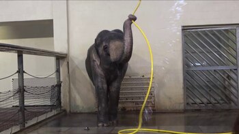 El insólito comportamiento de una