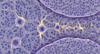 El efecto de la presión