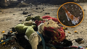 Gatos víctimas de crueldad. Crédito: