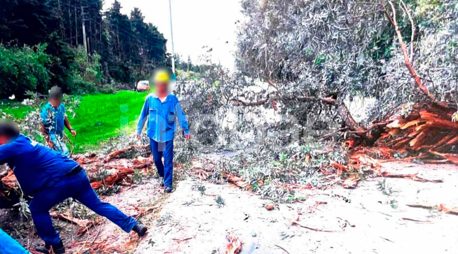 La municipalidad sostuvo que el árbol estaba en condiciones normales y que la caída fue un hecho imprevisible que interrumpió el nexo causal. (Poder Judicial)