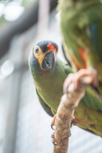 Un pájaro verde de cabeza negra con frente roja y pico oscuro se posa sobre una rama. Un segundo pájaro verde aparece borroso en el fondo