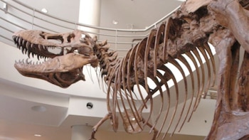 Desvelan por qué los dinosaurios carnívoros como el T. rex desarrollaron brazos diminutos