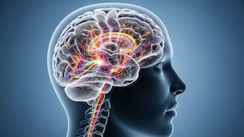 Cómo el cerebro puede seguir